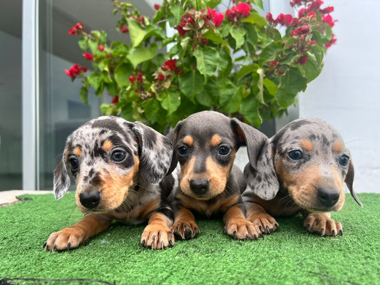 Todo lo que debes saber sobre la raza Teckel (Dachshund)