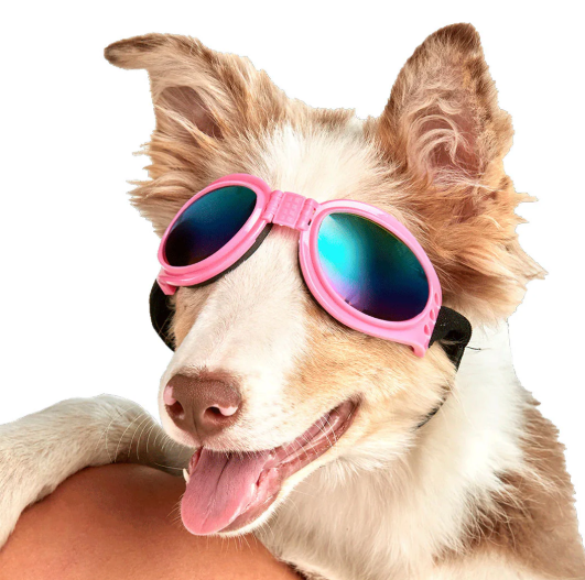 Gafas grande para mascotas