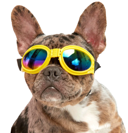 Gafas grande para mascotas