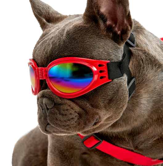 Gafas grande para mascotas